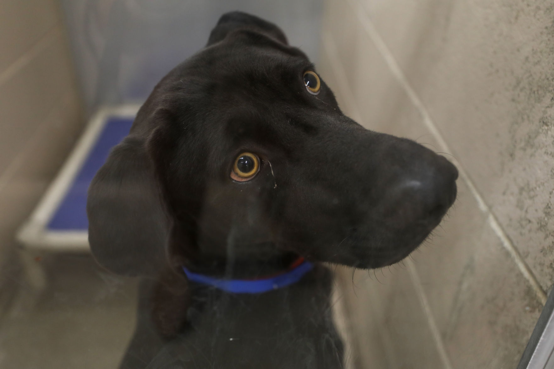 Lee County Humane Society pets for adoption